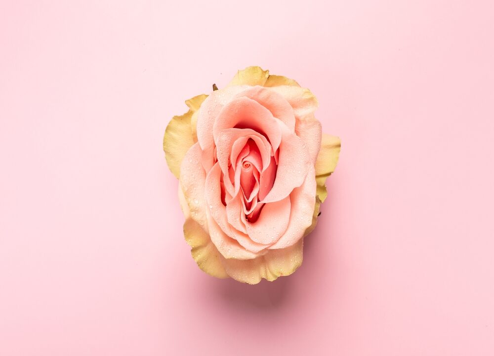 Billede af rose, som ligner en klitoris.