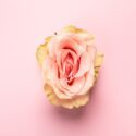 Billede af rose, som ligner en klitoris.