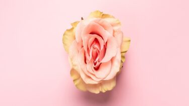 Billede af rose, som ligner en klitoris.