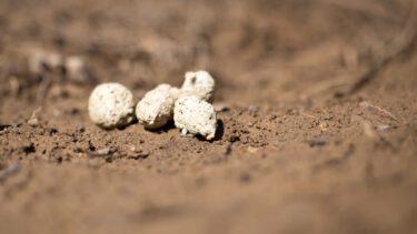 Hvid hundelort