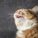 En kat, der nyser