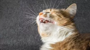 En kat, der nyser