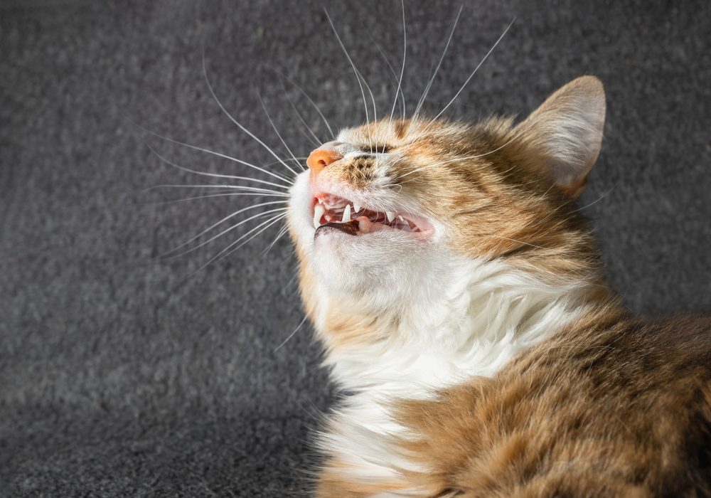 En kat, der nyser
