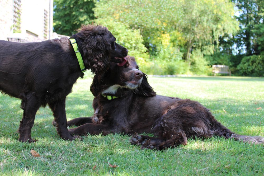 To sorte hunde slikker hinanden, mens de er ude i en have.