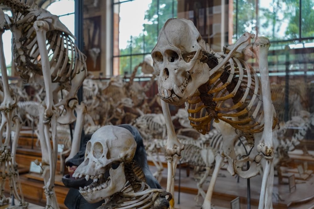 Abeskeletter på museum.