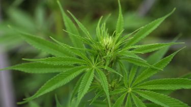 cannabis_plante_hash_hamp.jpg