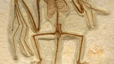 flagermus_fossil_eocæn