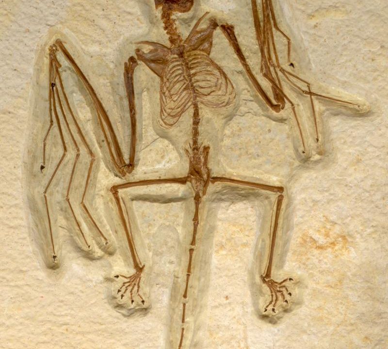 flagermus_fossil_eocæn