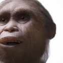 Hobbit Homo floresiensis Flores Mata Menge Indonesien forfader