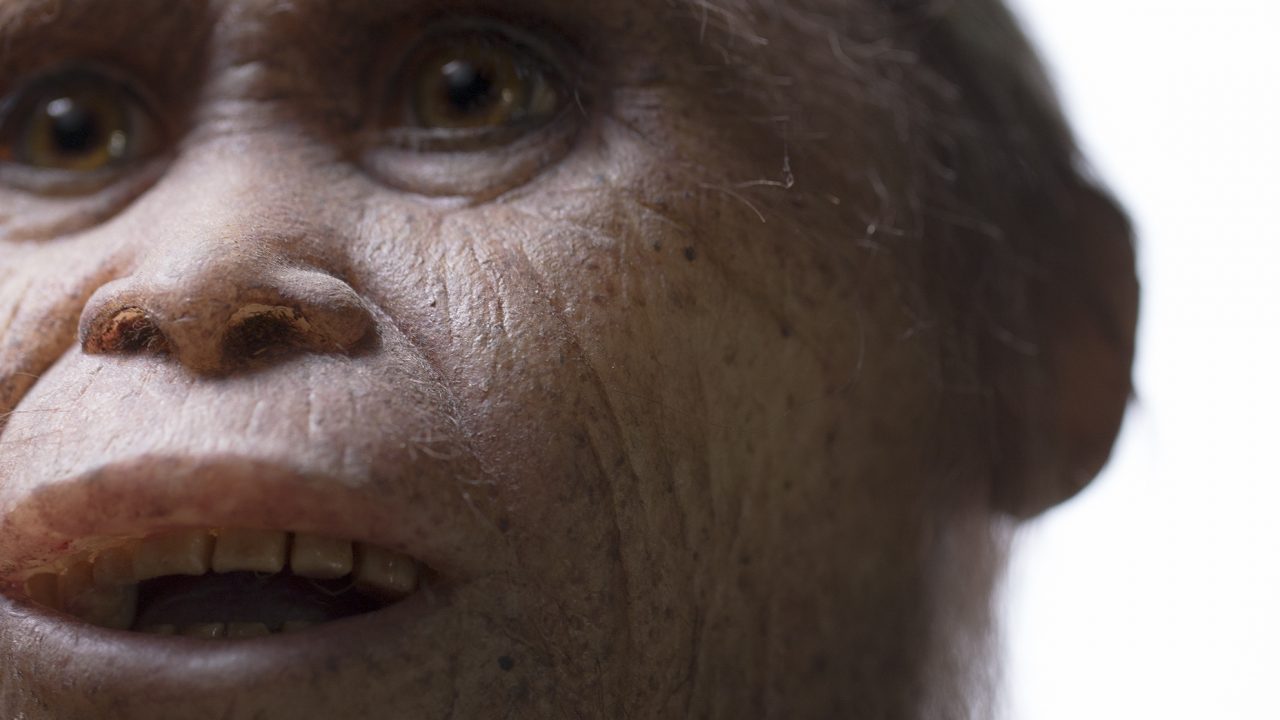Hobbit Homo floresiensis Flores Mata Menge Indonesien forfader