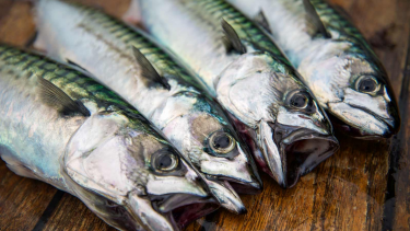 Makrel makreller fisk Grønland klimaforandringer global opvarmning