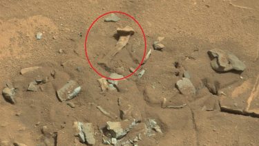 Mars fossil thigh femur bone