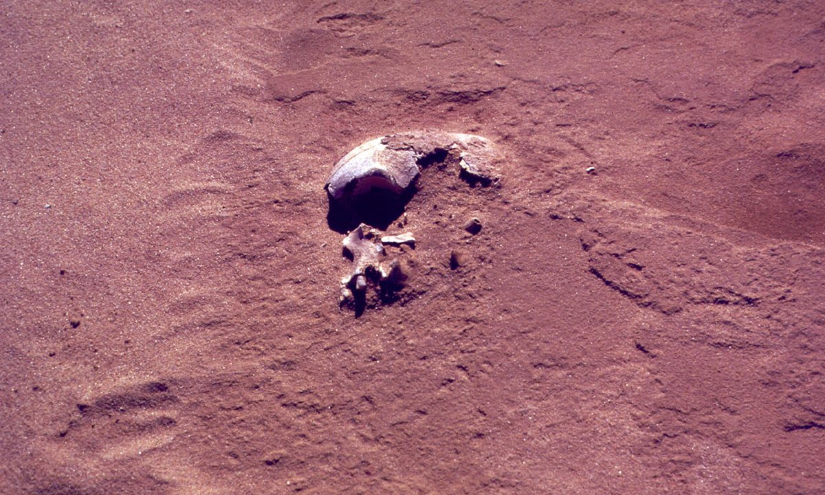 Mungo Mennesket Australien fossilt DNA willerslev forurening