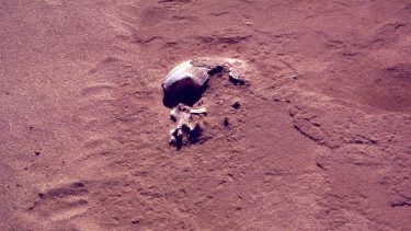 Mungo Mennesket Australien fossilt DNA willerslev forurening
