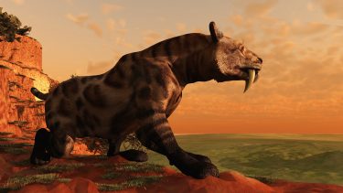 Patagonien sabeltiger mennesket udryddede ikke