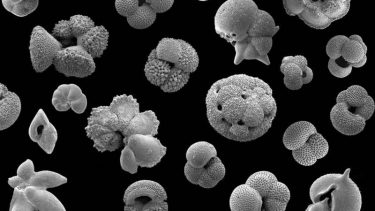 popcorn fossiler