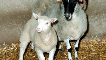 Dolly kloning får genmanipulation etik genetik CRISPR stamceller