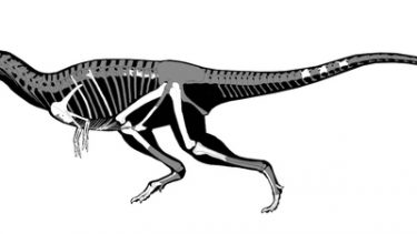 Dinosauren Gualicho shinyae havde småbitte arme ligesom T. rex
