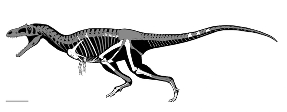 Dinosauren Gualicho shinyae havde småbitte arme ligesom T. rex