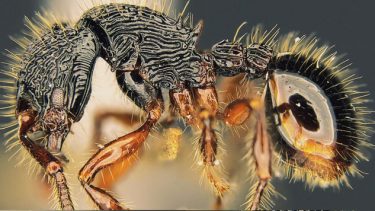 Rosinmyre Myrmecina magnificens