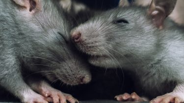 New Zealand skadedyr bekæmpelse dyrebskyttelse rotter pungrotter hermelin moafugle kiwi dyreværn humane metoder