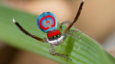 Maratus splendens