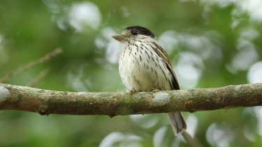 african broadbill smithornis capensis at umkhuze game reserve kwazulu-natal south africa