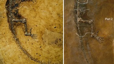 darwinius_masillae_skelet_ida_fossil