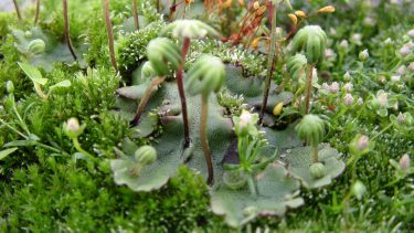 Almindelig lungemos iltniveau Jorden opstå mosser landplanter højerestående liv dyr oxygen