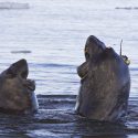Søelefant, Antarktis, havet