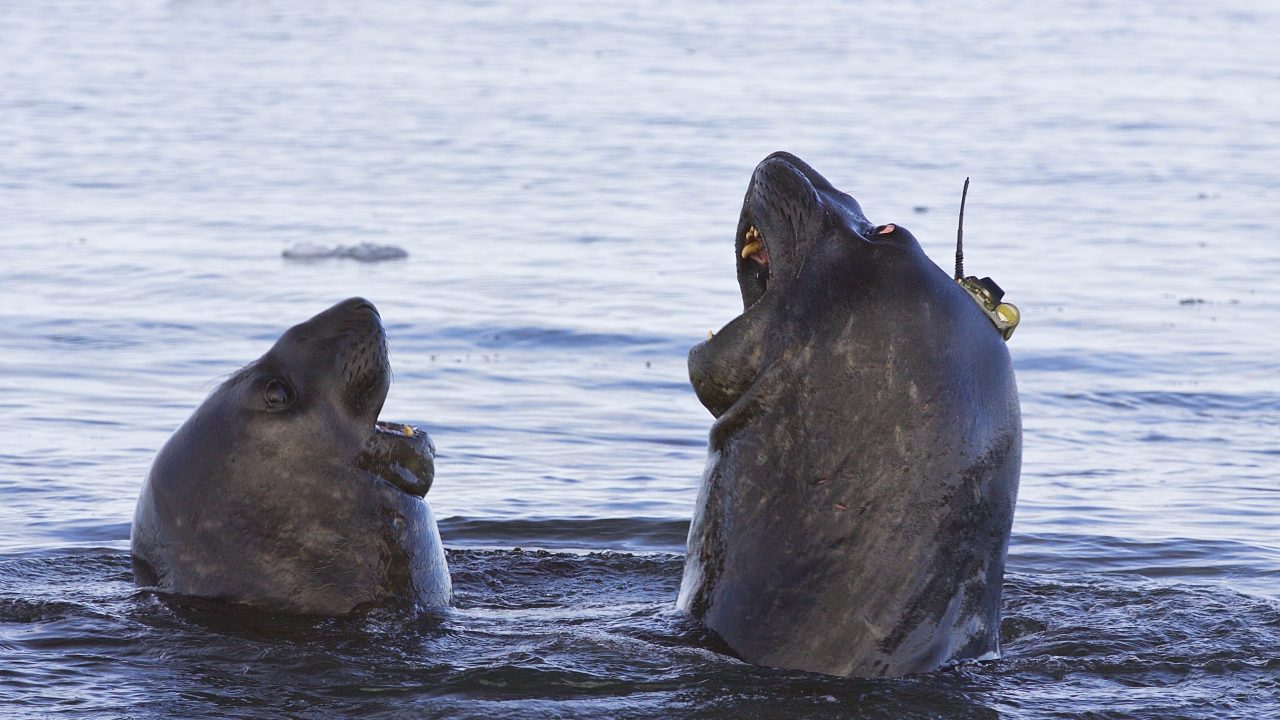 Søelefant, Antarktis, havet