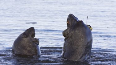 Søelefant, Antarktis, havet