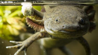 Axolotl salander