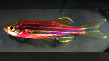 zebrafisk hudens heling