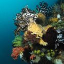 soeliljer_eller_crinoider_revet_ved_nusa_kode_island