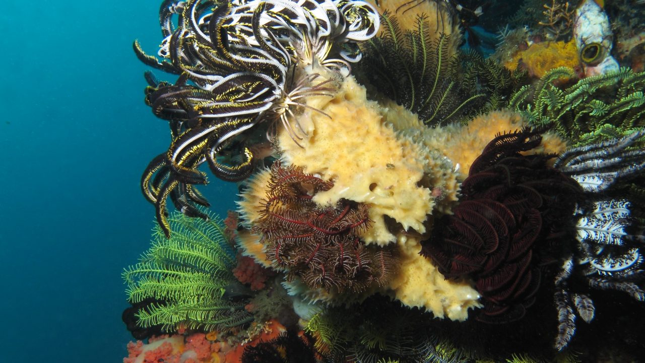 soeliljer_eller_crinoider_revet_ved_nusa_kode_island