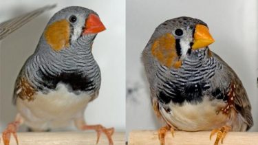 zebrafinke næb farve rød gul parring selektion