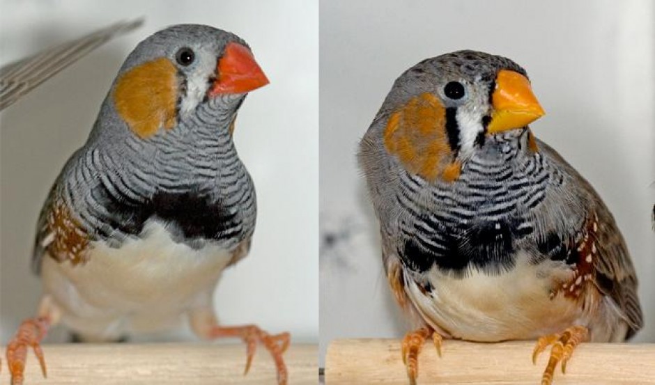 zebrafinke næb farve rød gul parring selektion