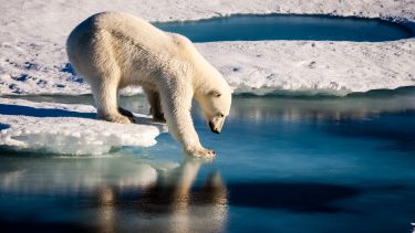 Arktis havis temperatur rekordvarmt varmt opvarmning Grønland århundrede albedo isfri klimamodel skydække inuit