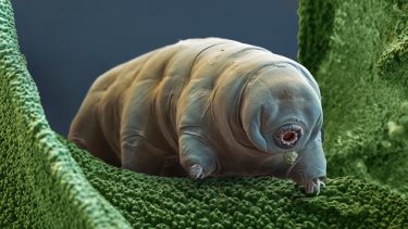 bjornedyr