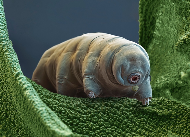 bjornedyr