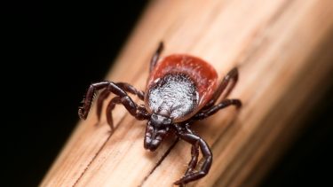 borrelia flåt sygdom biofilm antibiotika