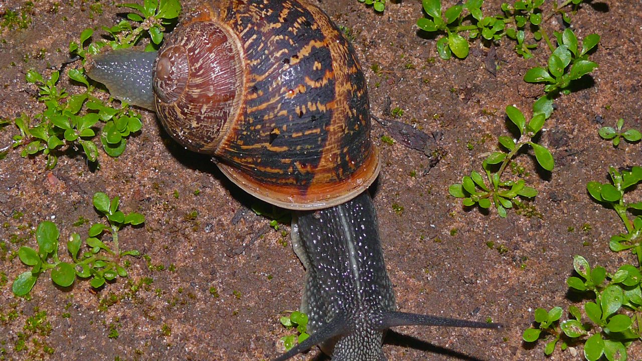 snegl forsøg videnskab blog dyr evolution