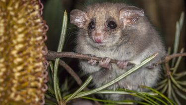 pygmæ-possum dvale