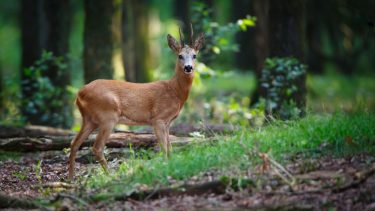 hjort gazelle gener ækvator