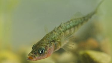 Hundestejler fisk trepigget hundestejle