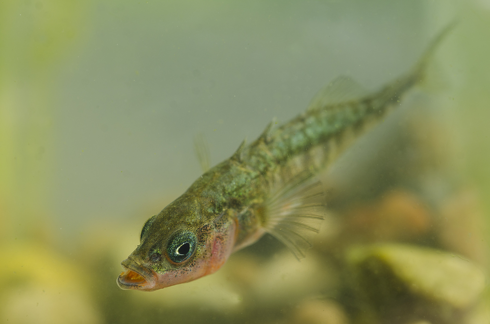 Hundestejler fisk trepigget hundestejle