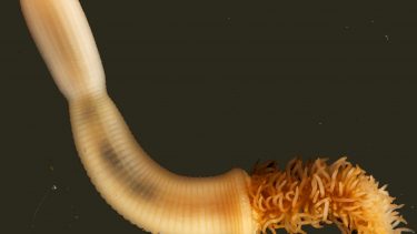 penis-orm fossiler monstermund stamfader evolution kambriske eksplosion sirius-passet grønland