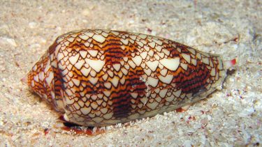 Keglesnegl Conus geographus insulin diabetesmedicin