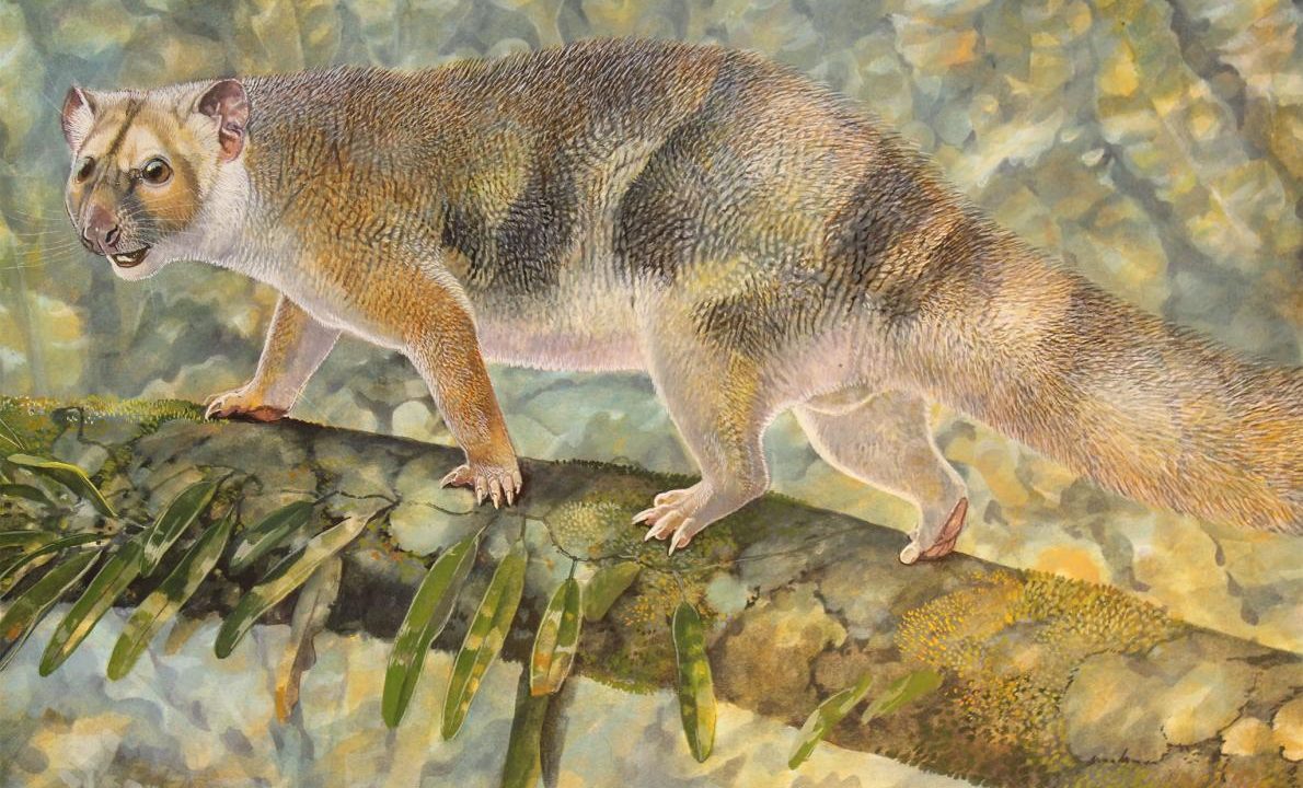 microleu pungløve fossil